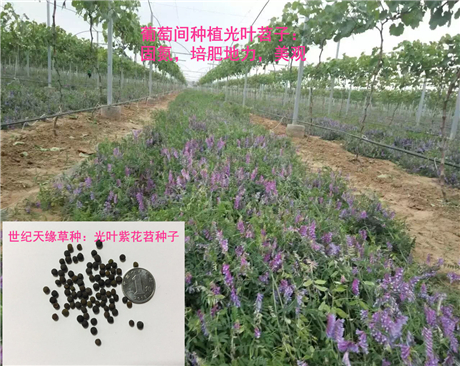 綠肥種子光葉紫花苕