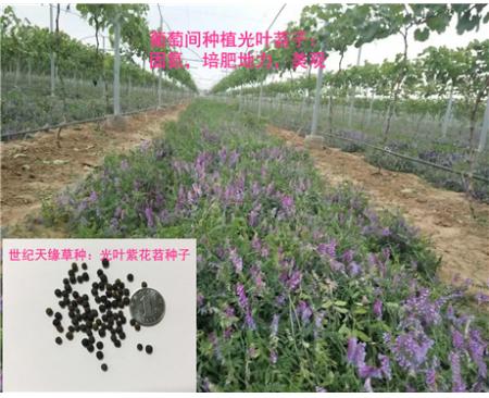 綠肥種子光葉紫花苕