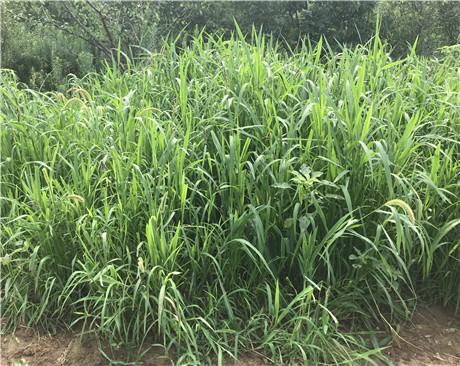 護坡草—穀稗子草